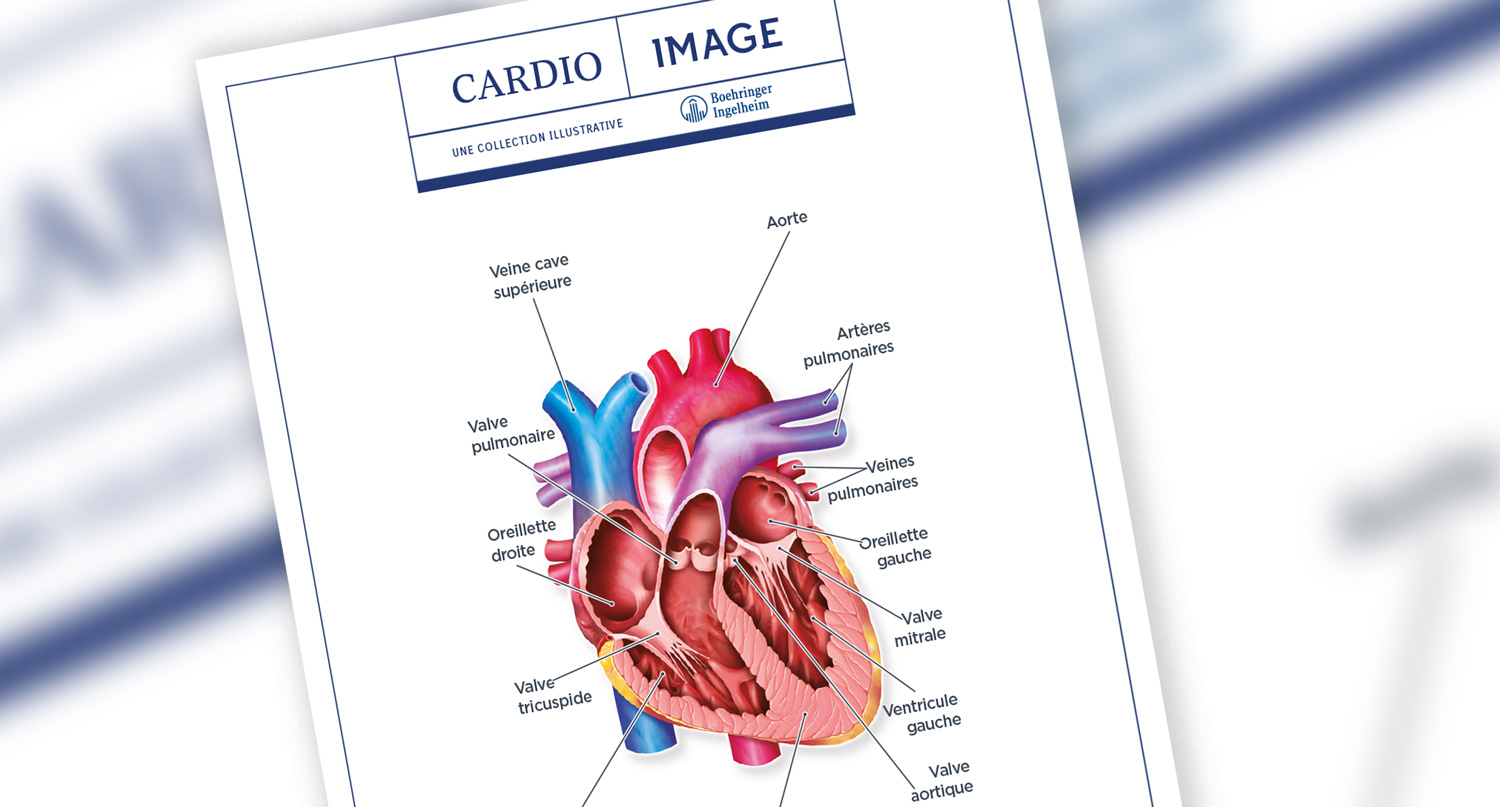 Planche n°1 : Anatomie du cœur - coupe transversale
