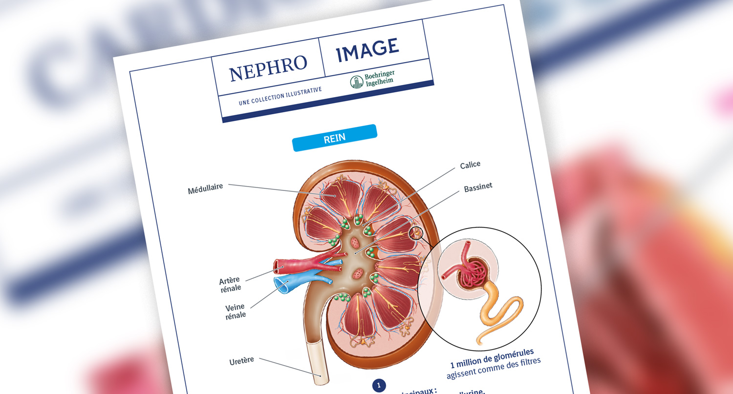 Planche anatomique du rein