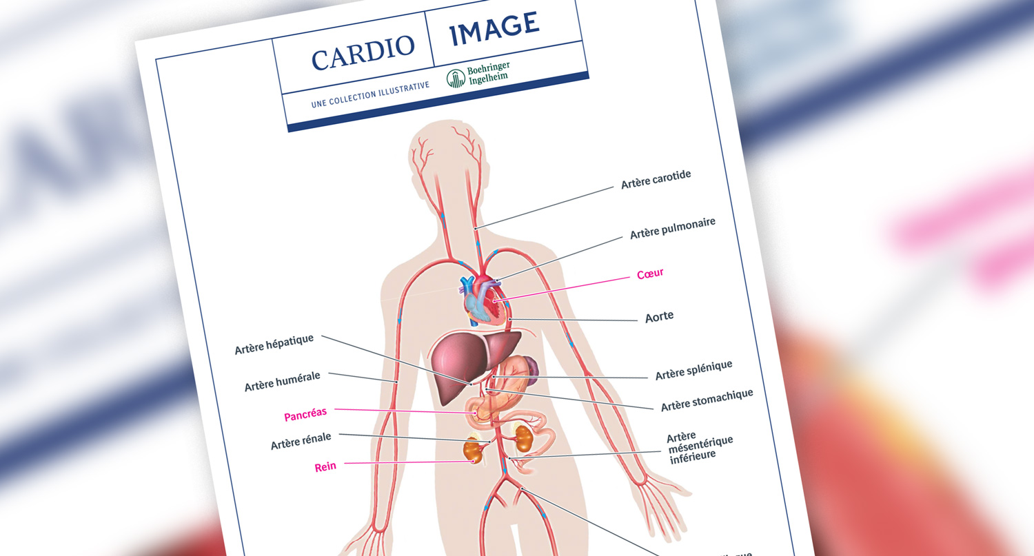 Planche n°8 : Système artériel humain: du cœur vers la périphérie